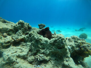 Octopus king of camouflage in the Red Sea, Eilat Israel 
