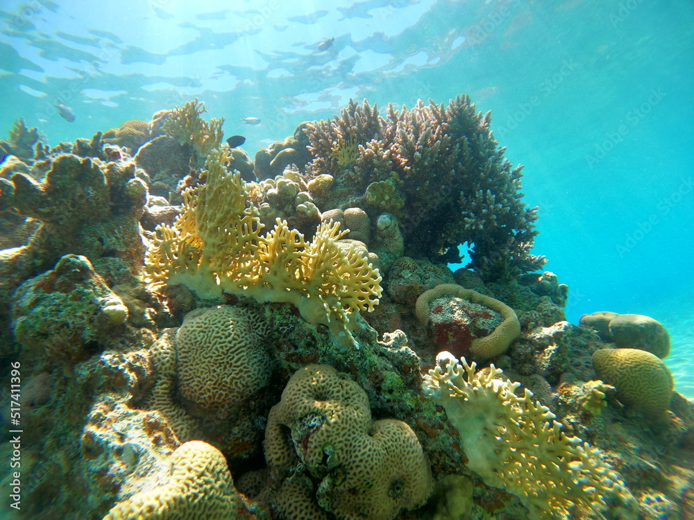 Wall mural Coral reef and water plants in the Red Sea, Eilat Israel
