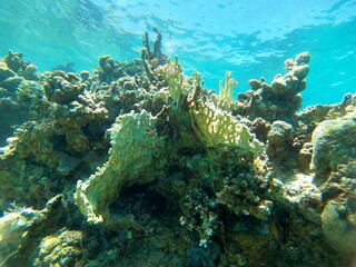 Coral reef and water plants in the Red Sea, Eilat Israel
