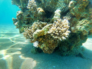 Coral reef and water plants in the Red Sea, Eilat Israel
