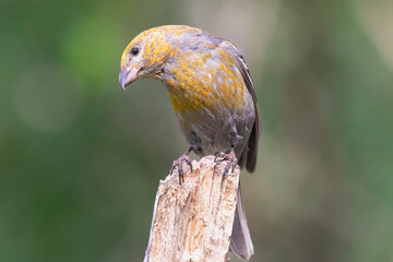 Pine grosbeak - Pinicola enucleator - female in yellow plumage perched with green background. Photo from Kammanen in Finland.