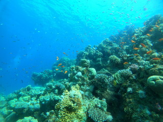 Naklejka premium Coral reef and water plants in the Red Sea, Eilat Israel 