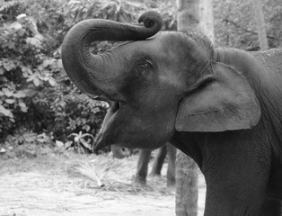 Elefantenfreude © Marc