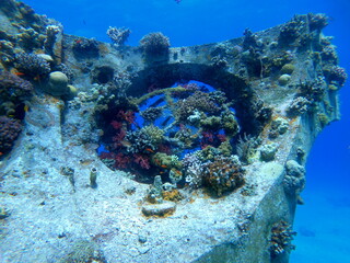 Coral reef and water plants in the Red Sea, Eilat Israel
