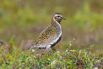 European golden plover - Pluvialis apricaria - in green grass. Photo from Sonfjället National Park in Sweden.