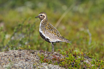 European golden plover - Pluvialis apricaria - standing on stone with green grass background. Photo from Sonfjället National Park in Sweden.