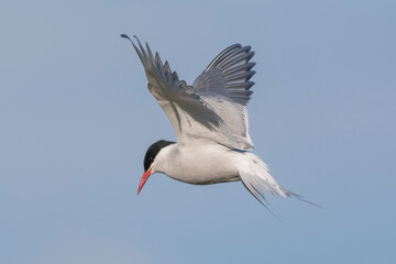 Arctic tern - Sterna paradisaea - with spread wings in flight on blue sky background. Photo from Ekkeroy, Varanger Penisula in Norway. The Arctic tern is famous for its migration.