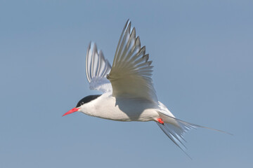Arctic tern - Sterna paradisaea - with spread wings in flight with blue sky in background. Photo...