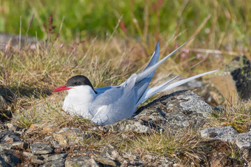 Arctic tern - Sterna paradisaea, sitting on nest. Photo taken at Ekkeroy at Varanger Penisula in Norway. The Arctic tern is famous for its migration.