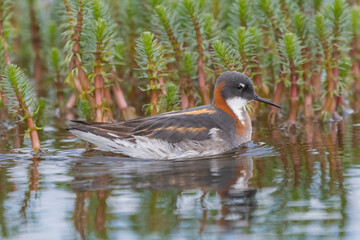 Red-necked phalarope - Phalaropus lobatus, swimming in calm water with vegetation in background. Photo from Vadso at Varanger Penisula in Norway.