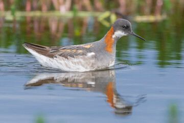 Red-necked phalarope, northern phalarope, hyperborean phalarope - Phalaropus lobatus,  swimming in calm water with vegetation in background. Photo from Vadso at Varanger Penisula in Norway.