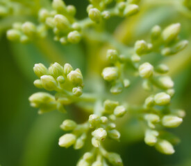 Plant Flower Buds 