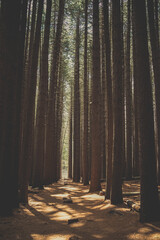 Naklejka premium Tall straight pine forest