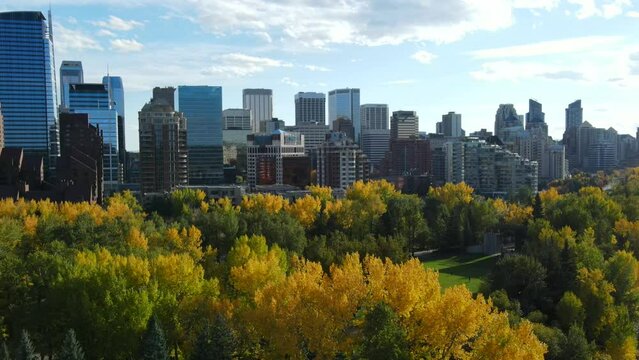 Calgary, Alberta, Canada. City center Arial drone view. Skyscrapers of business downtown  with fall yellow and green trees.
