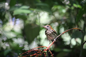 thrush on branch