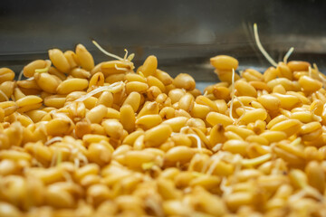 germinated wheat grain sprouts texture background flat overhead view closeup
