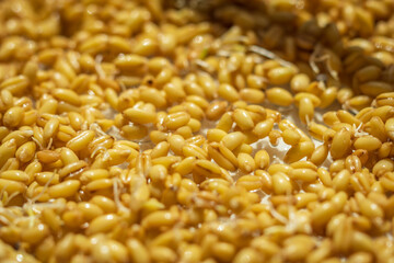 germinated wheat grain sprouts texture background flat overhead view closeup