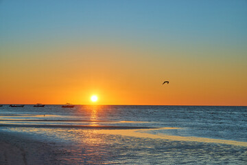 sunset (Golden hour) on the beaches of riviera maya, holbox. stunning orange teal sky with a seagull flying overhead. copy space.