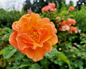 Orange floribunda garden rose in botanial garden on a summer day