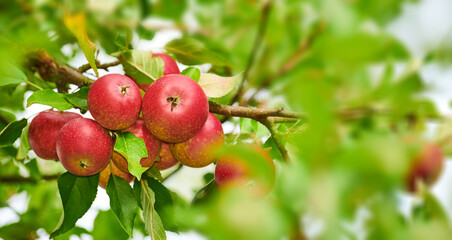 Closeup of red apples ripening on trees in a sustainable orchard on a farm in a remote countryside from below. Growing fresh, healthy fruit produce for nutrition and vitamins on agricultural farmland