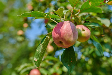 Red apples growing in a sunny orchard outdoors. Closeup of a fresh bunch of delicious ripe fruit being cultivated and harvested from trees in a garden. Sweet and organic produce ready to be picked