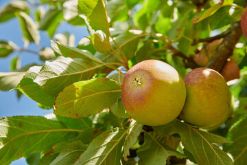 Juicy green apples ready to be harvested from a tree on a farm. Delicious ripe Honeycrisp fruit prepared to be gathered and sold as organic and fresh produce. Fresh food to be picked for eating
