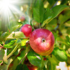 Bright and ripe red apples growing on a farm in a green fruit tree on a sunny day. Organic crops ready for harvest during the autumn season outdoors in a garden with sunlight shining through