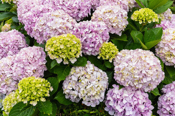 Hydrangea. Decorative hydrangeas with pink flowers in full bloom.