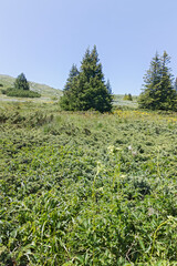 Landscape of Vitosha Mountain near Aleko hut, Bulgaria
