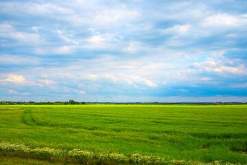 Fototapeta na wymiar Green field and blue sky cloudy day