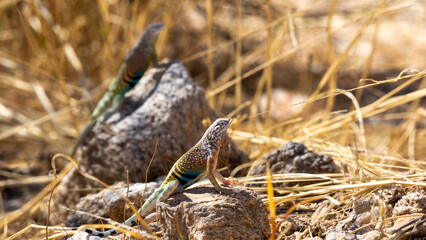 Male greater earless lizard, Cophosaurus texanus, in the Sonoran Desert. A colorful reptile native to the American Southwest in his natural habitat. Pima County, Tucson, Arizona, USA.