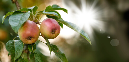 Red and green apples ripening on a tree in a sustainable orchard on a farm in a remote countryside from below. Growing fresh, healthy fruit produce for nutrition and vitamins on agricultural farmland