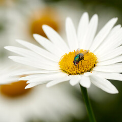 A common greenbottle fly pollinating a white flower closeup. Zoom detail of a tiny blowfly insect...