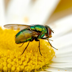 Green bottle fly feeds and relax on a white daisy after a long day of flying. Colourful blue...