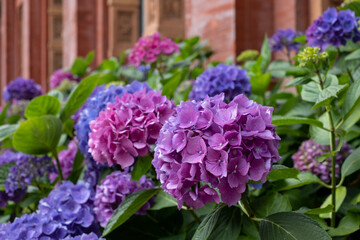 Stunning pink, blue and purple hydrangeas, photographed in the John Madejski Garden courtyard at...