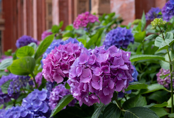 Stunning pink, blue and purple hydrangeas, photographed in the John Madejski Garden courtyard at the VIctoria and Albert Museum, London. 