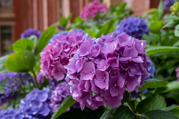 Stunning pink, blue and purple hydrangeas, photographed in the John Madejski Garden courtyard at the VIctoria and Albert Museum, London. 