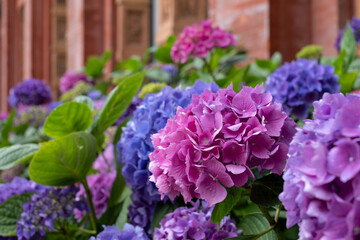 Fototapeta premium Stunning pink, blue and purple hydrangeas, photographed in the John Madejski Garden courtyard at the VIctoria and Albert Museum, London. 