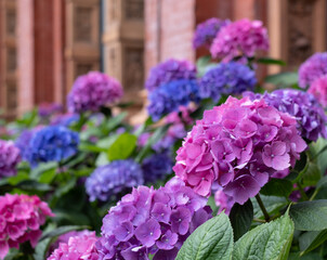 Stunning pink, blue and purple hydrangeas, photographed in the John Madejski Garden courtyard at the VIctoria and Albert Museum, London. 