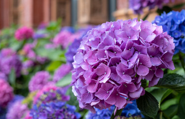 Stunning pink, blue and purple hydrangeas, photographed in the John Madejski Garden courtyard at...