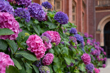 Stunning pink, blue and purple hydrangeas, photographed in the John Madejski Garden courtyard at the VIctoria and Albert Museum, London. 