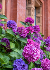 Stunning pink, blue and purple hydrangeas, photographed in the John Madejski Garden courtyard at the VIctoria and Albert Museum, London. 