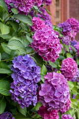Stunning pink, blue and purple hydrangeas, photographed in the John Madejski Garden courtyard at the VIctoria and Albert Museum, London. 