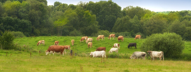 Fototapeta premium Herd of cows eating grass on a field in the rural countryside. Lush landscape with cattle animals grazing on a pasture in nature. Raising and breeding livestock on a ranch for beef and dairy industry