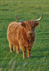 Raising Scottish breed of cattle and livestock on a farm for beef industry. Landscape with animal in nature. Brown hairy highland cow with horns on a green field in a rural countryside with copyspace