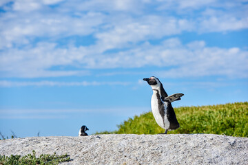 Penguin on a rock on blue cloudy sky with copy space. One flightless bird on a boulder. Endangered black footed or Cape penguin species standing with open wings or flippers in Cape Town, South Africa