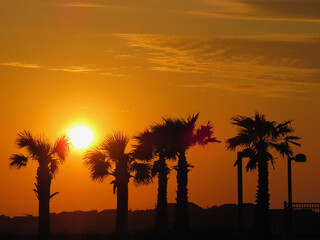 palm trees at sunset