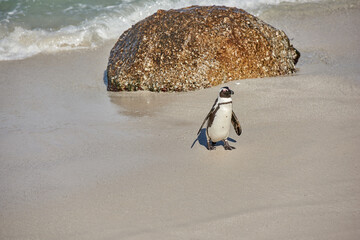 Black footed penguin at Boulders Beach, Cape Town, South Africa with copy space on a sandy shore. One cute jackass or cape penguin from the spheniscus demersus species as endangered animal wildlife