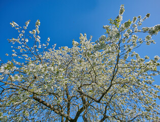 Flowering cherry blossom tree with white flower heads in nature or a botanical garden in spring. Landscape of tree with white flowers in full bloom against a blue sky background with copyspace.