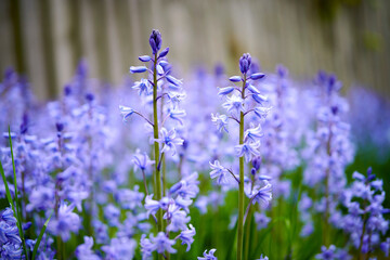 A vibrant bunch of Bluebell flowers growing in a backyard garden on a summer day. Colorful and bright purple plants bloom during spring outdoors in nature. The details of botanical foliage in a yard